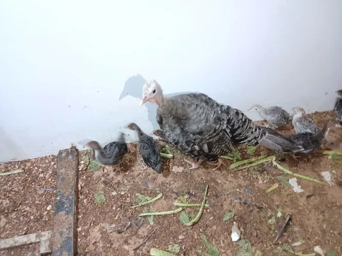 Perua e pintinhos de peru