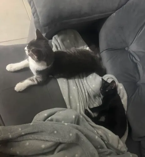 Doação gato