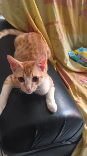 GATO | ADOÇÃO RESPONSÁVEL