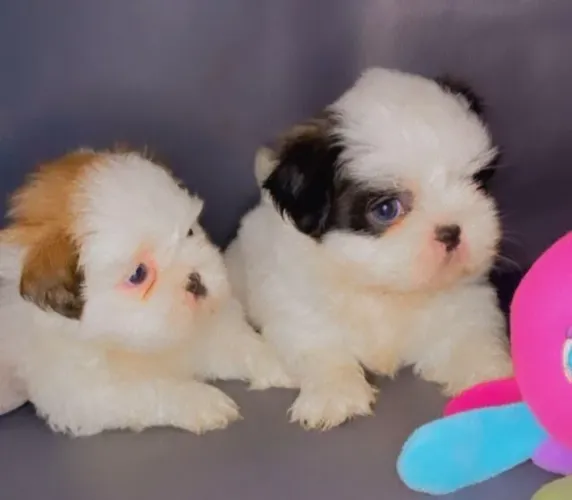 Shih Tzu: Elegância, doçura e companhia