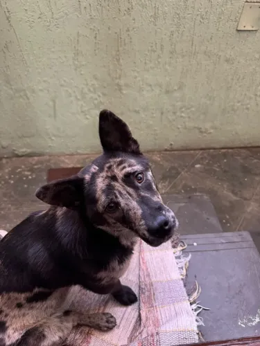DOAÇÃO Fêmea Filhote Blue Heeler Mestiça