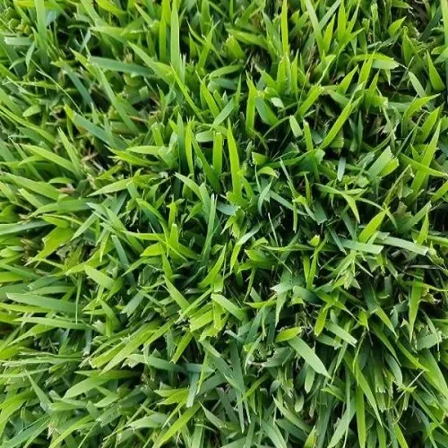 Grama esmeralda,entregamos já plantada,nós chama no zap e vamos fazer um orçamento!!