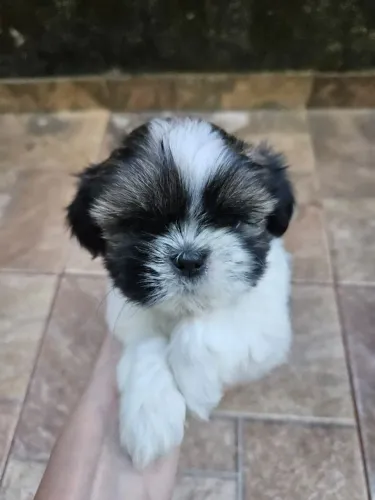 Lindos filhotes de shih tzu com garantia e procedência
