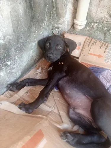 Cachorro pra doação 