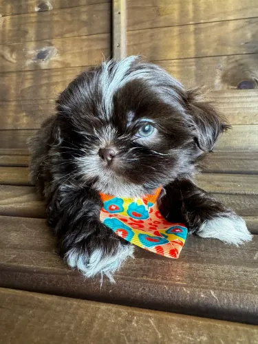 Macho