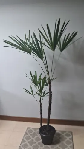 Ráfia/ planta decoração