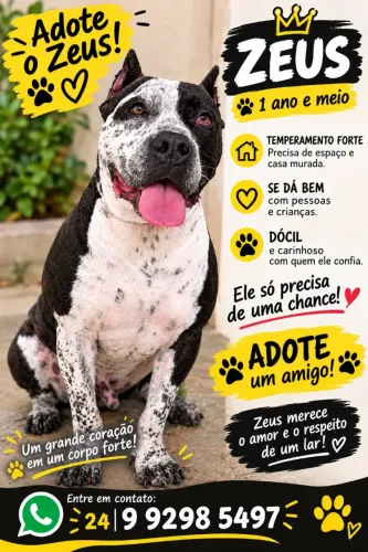 Doação responsável macho 