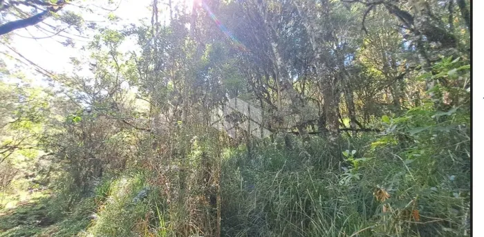 27,49 ha de área de terras dede mata nativa de preservação permanente (APP) em Cambará do 