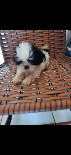 Cachorro shitzu