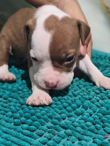 Filhotes de Pitbull 1mil a fêmea macho 900