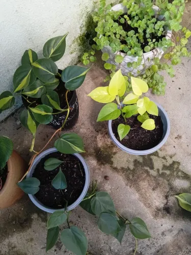 Lote de plantas 