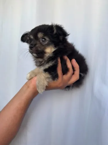 Chihuahua Pelo Longo 