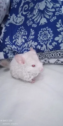Vendo Lindo Chinchila Pink White (branco rosado),macho. com tonalidade creme/mel.