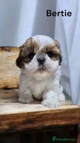 Filhotinhos shih tzu/shitzu dócil e temperamento saudável ativo único