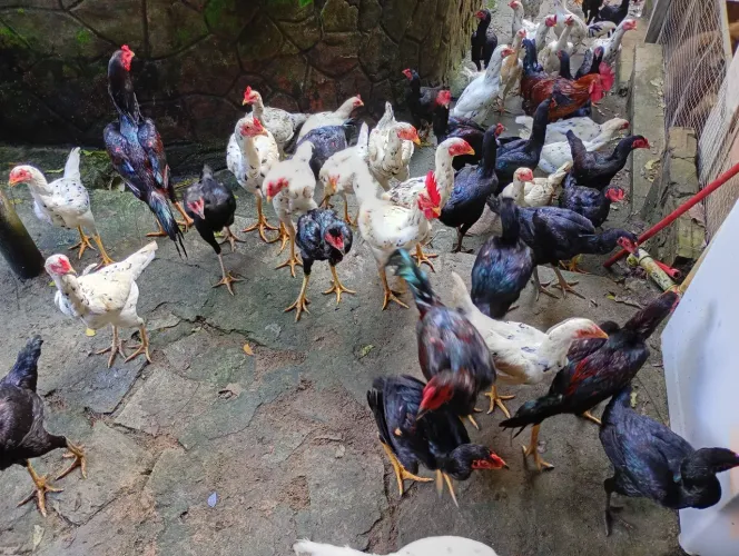 Vendo galinhas e galos índios