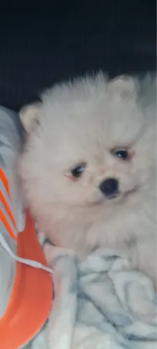 Lulu da pomerania 