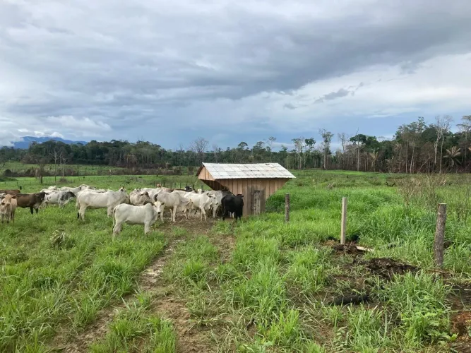Fazendinha 120ha em Iracema-RR
