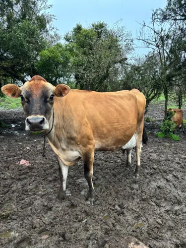 Vaca de leite