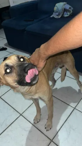 Cachorro pra adotar ( URGENTE)