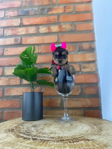 Yorkshire Terrier,Yorkshire Terrier Filhote Vacinado com Muito Charme e Delicadeza