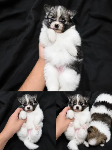 Lindas fêmeas de Spitz Alemão / 45 dias / já vacinadas com a primeira dose