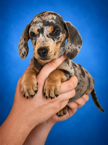 Dachshund conquistando corações todos os dias