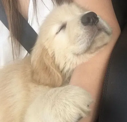 Golden 