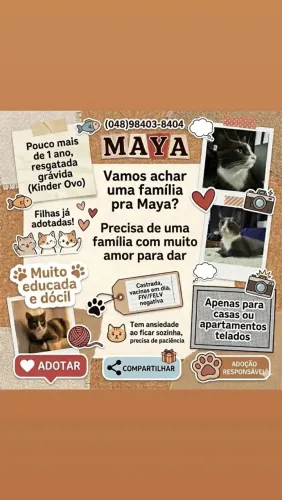 Doação de gatinha Cinza