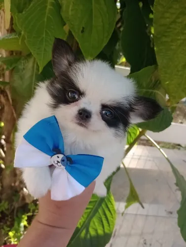 chihiahua pelo longo, macho, linhagem russa, entregamos, em 10x no cartao.