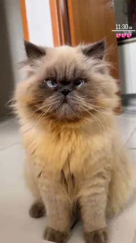 gato persa a procura de fêmea p cruzar!