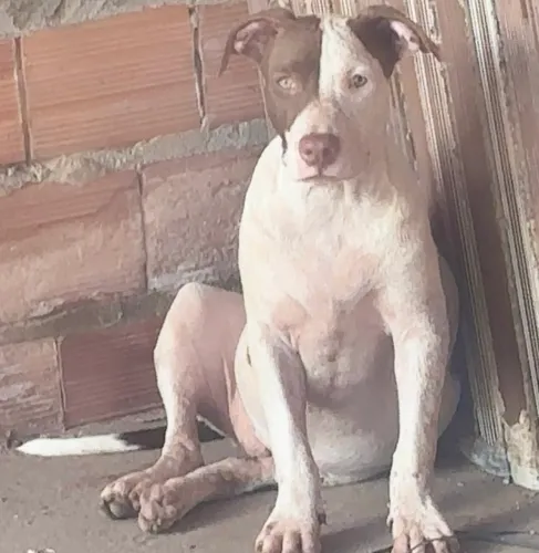 Pitbull