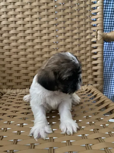 Filhote de Shihtzu 
