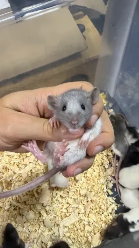 Twister Dumbo 