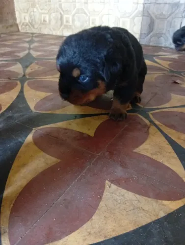 Filhotes de rottweiler
