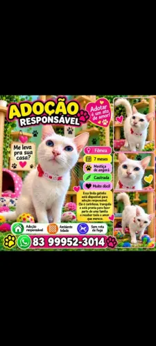 Adoção de linda e carinhosa gatinha castrada!