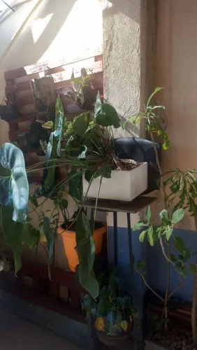 Plantas