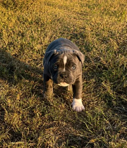 American Bully Pocket 