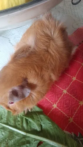 Porquinho da índia fêmea 