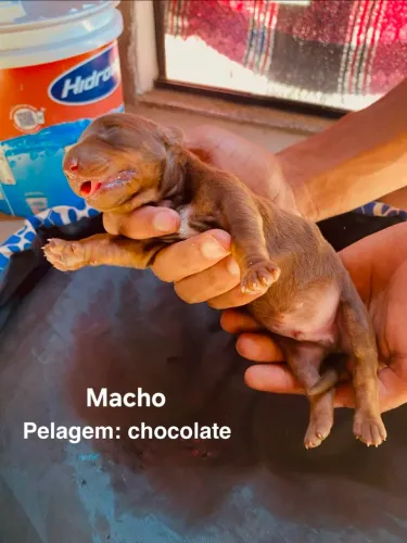 salsicha dachshund