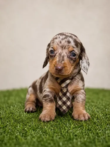 Chocomerle 45 dias vacinado filhote Basset