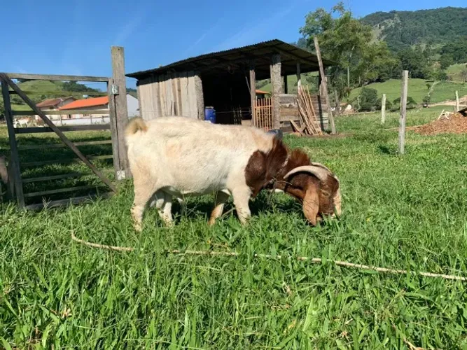 Cabras Bodes Cabritos