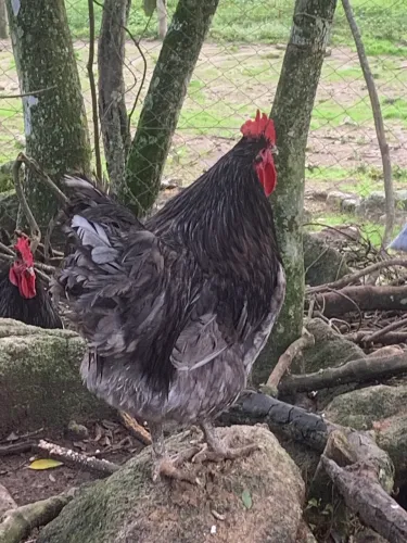Galo gigante de Jersey 4 a 5 kg