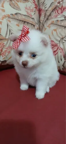 Lulu da pomeranea vermifugado com 48 dias 