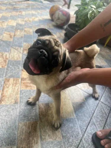 Pug fêmea