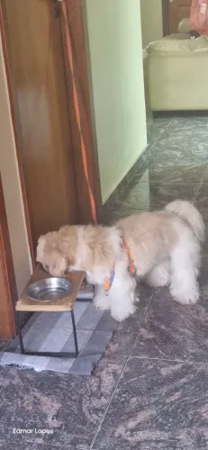Cachorro shitzu
