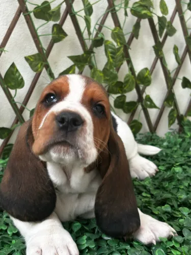 Lindos filhotes de Basset Hound 