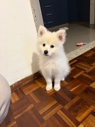 Cachorro da raça Pomsky