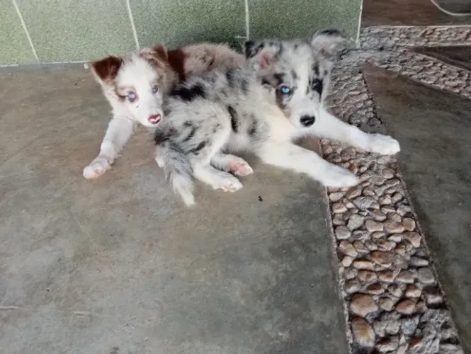 Border Collie Blue Merle Filhotes Macho 