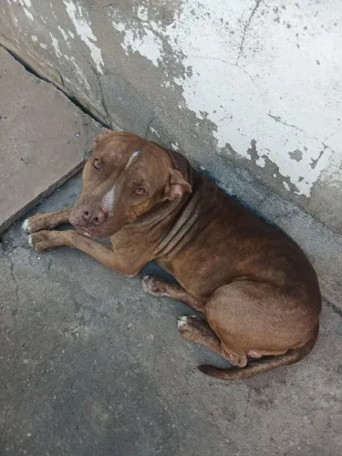 Dois cachorro piti bull mãe e filho to doando pra quem tem sitio ou quem tem quintal 