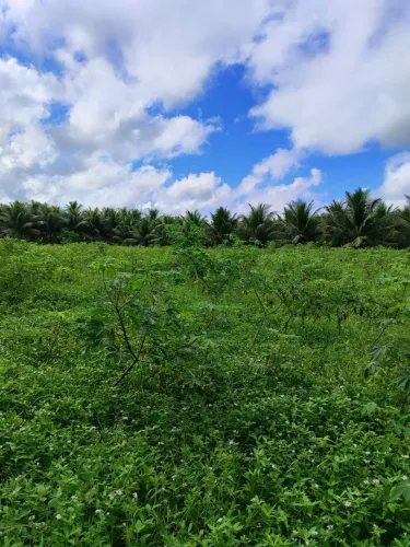 Fazenda Chácara para venda tem 4000 metros quadrados um poço tubular irrigação energia tr